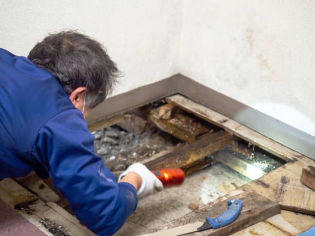 Best Toxic Mold Removal  in Brigantine, NJ