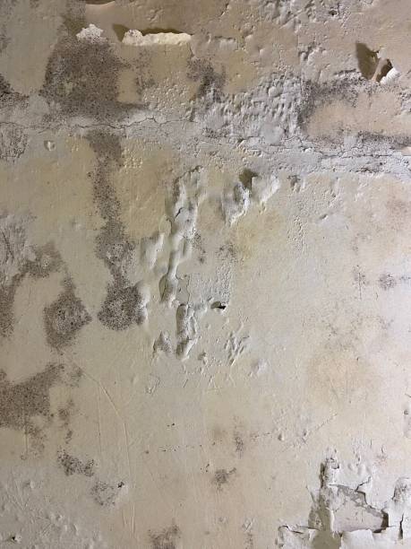 Best Commercial Mold Removal  in Brigantine, NJ