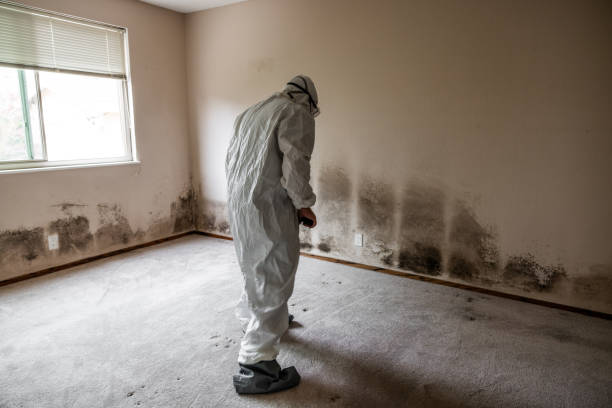 Best Residential Mold Removal  in Brigantine, NJ