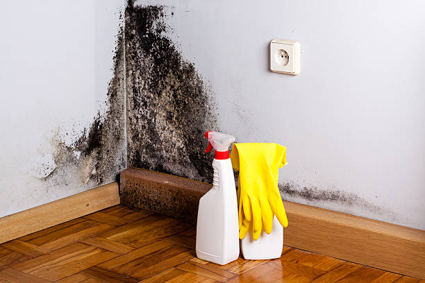 Mold Testing and Removal in Brigantine, NJ