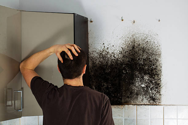Office Mold Removal Services in Brigantine, NJ