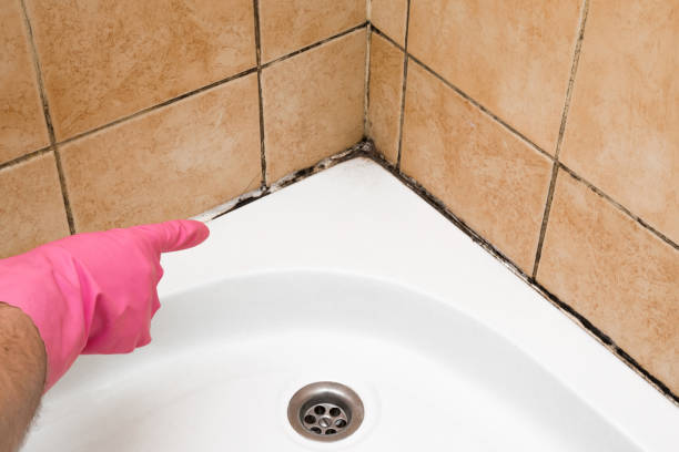 Best Emergency Mold Removal  in Brigantine, NJ